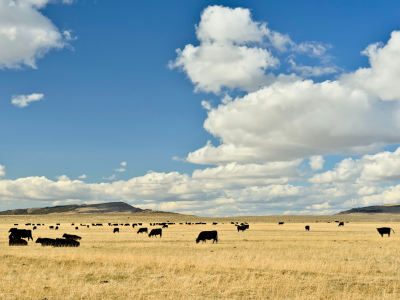 Policies Affecting the Efficiency of Beef Production in Alberta: A Supply Chain Analysis