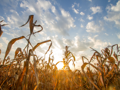 Navigating Climate Change: Alberta’s Carbon Program for Sustainable Agriculture