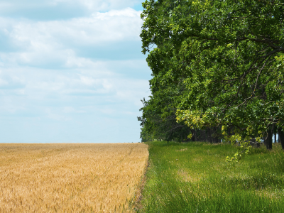 Simpson Centre Policy Trends: Scaling Regenerative Agriculture in Alberta