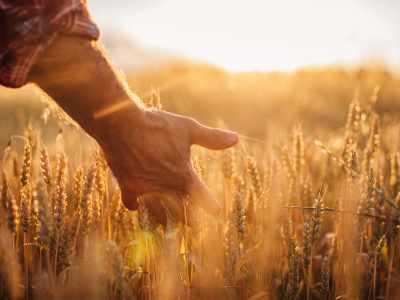 Agriculture Policy Trends: Labour Shortage in Alberta Agriculture